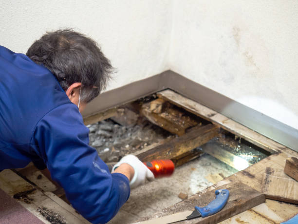 Best Certified Mold Removal  in Lakeside, TX