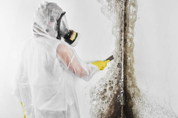 Best Commercial Mold Removal  in Lakeside, TX