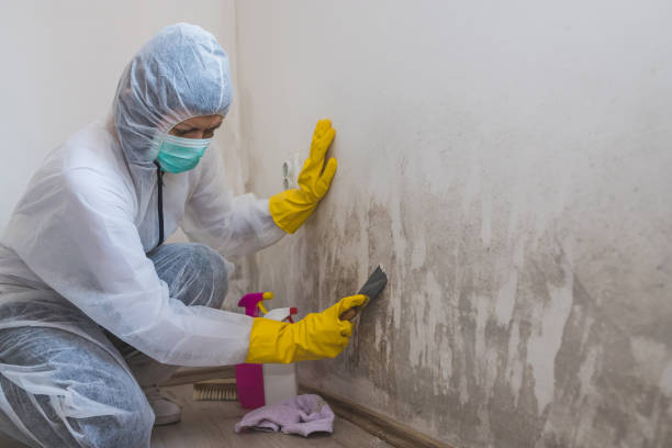Best Professional Mold Removal  in Lakeside, TX