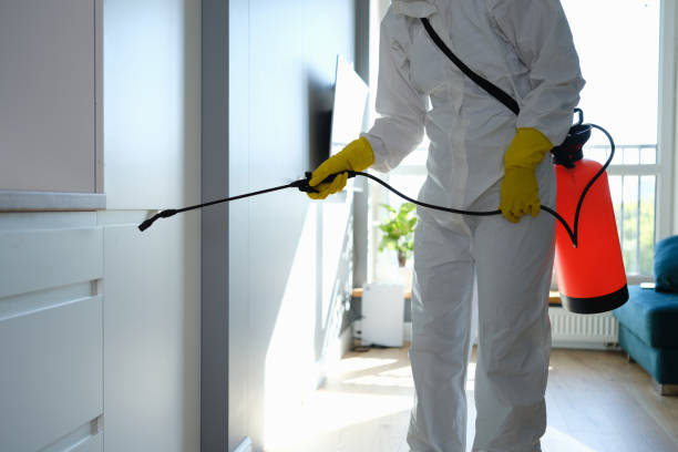 Best Mold Damage Repair  in Lakeside, TX