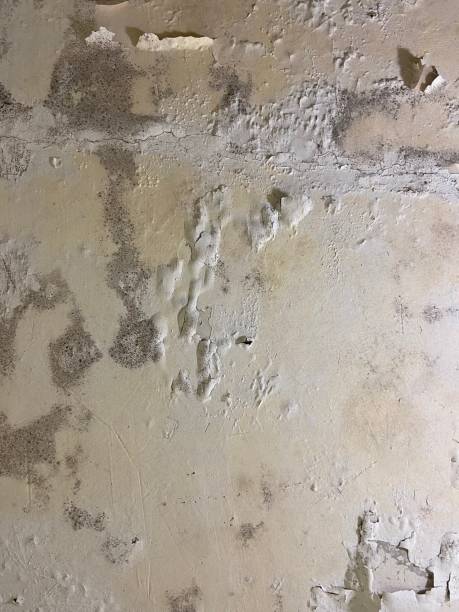 Best Attic Mold Removal  in Lakeside, TX