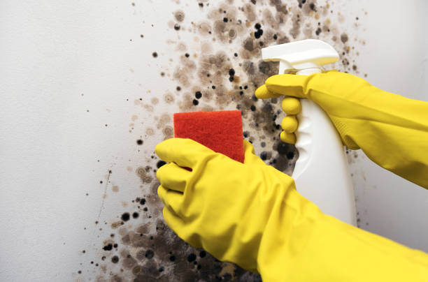 Mold Testing and Removal in Lakeside, TX
